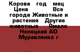 Корова 1 год 4 мец › Цена ­ 27 000 - Все города Животные и растения » Другие животные   . Ямало-Ненецкий АО,Муравленко г.